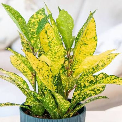 Bees Plant Hub Lemon Croton / Gold Sun (Codiaeum variegatum) Indoor / Outdoor Live Plant