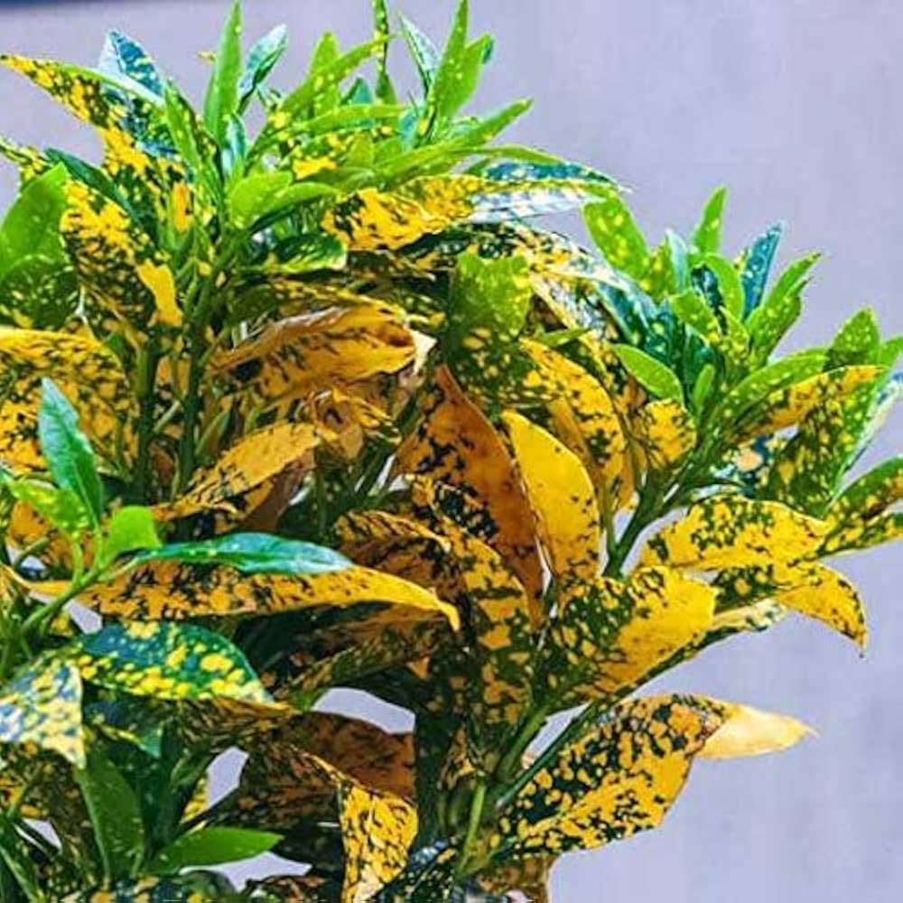 Bees Plant Hub Lemon Croton / Gold Sun (Codiaeum variegatum) Indoor / Outdoor Live Plant