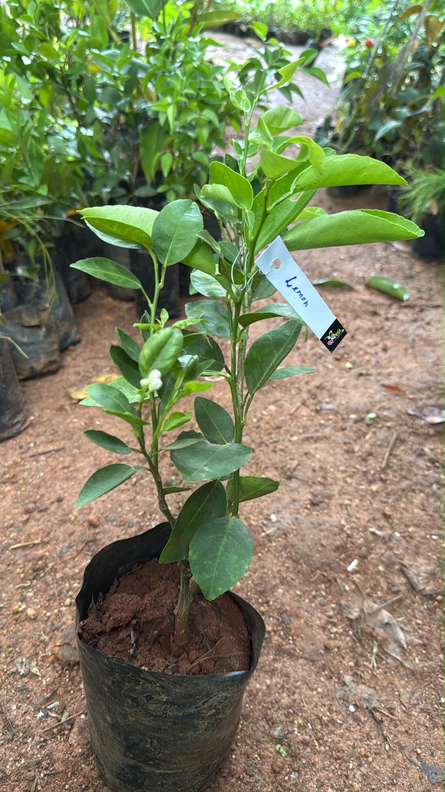 Bees Plant Hub Lemon (Citrus Lemon) Live Plant