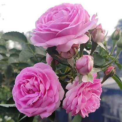 Bees Plant Hub Light Pink Desi (Nadan or nattu) Rose Live Plant