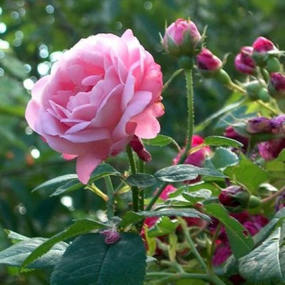 Bees Plant Hub Light Pink Desi (Nadan or nattu) Rose Live Plant