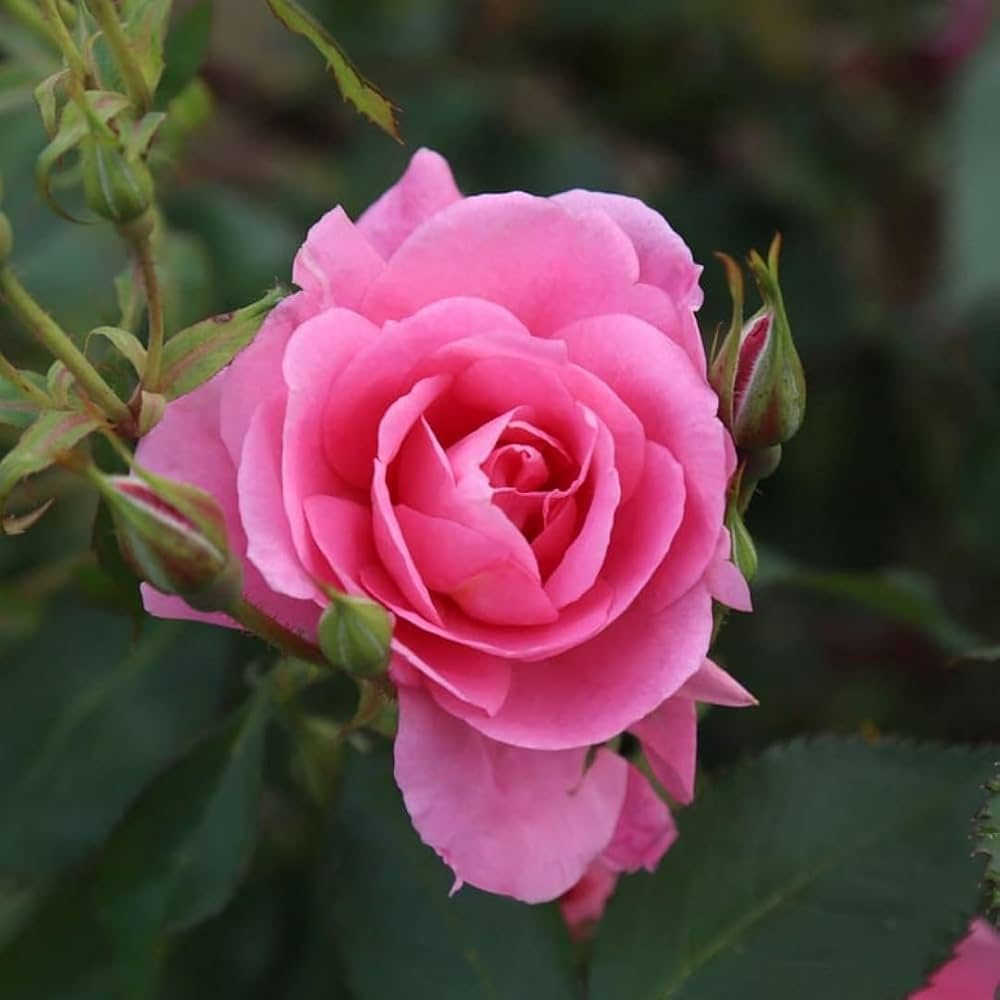 Bees Plant Hub Light Pink Desi (Nadan or nattu) Rose Live Plant