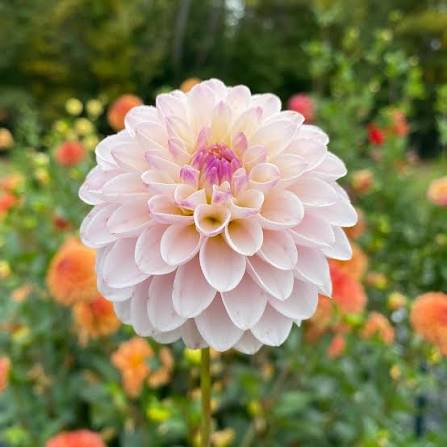 Bees Plant Hub Light Pink Dahlia Flowering Live Plant