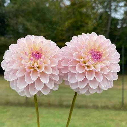 Bees Plant Hub Light Pink Dahlia Flowering Live Plant