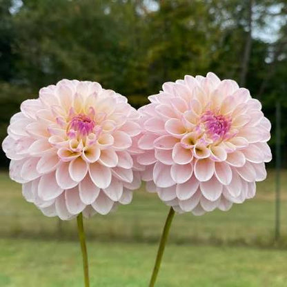 Bees Plant Hub Light Pink Dahlia Flowering Live Plant