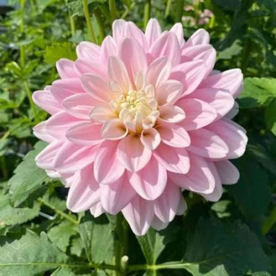 Bees Plant Hub Light Pink Dahlia Flowering Live Plant