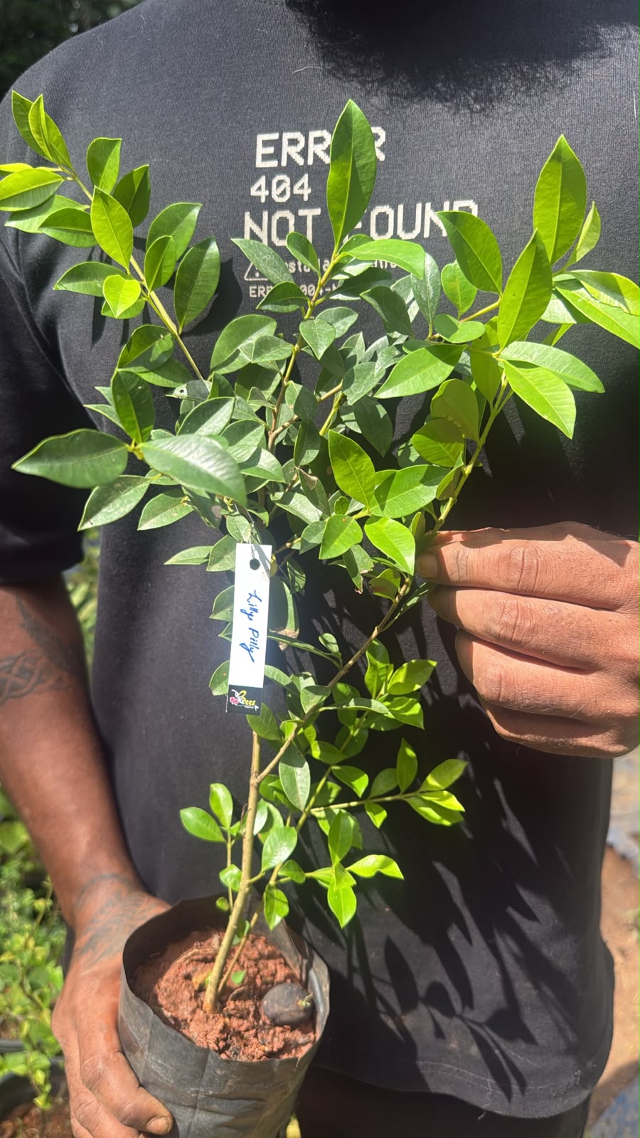 Bees Plant Hub Red Lilly Pilly (Syzygium australe) Ornamental Live Plant