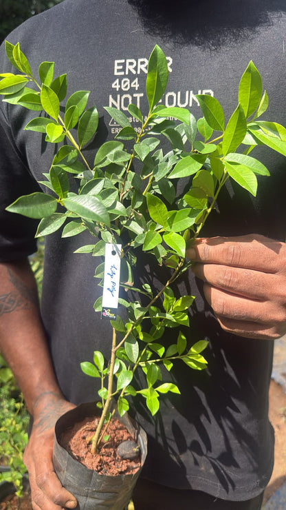Bees Plant Hub Red Lilly Pilly (Syzygium australe) Ornamental Live Plant