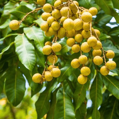 Longon 4 Season Fruit Live Plant