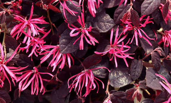Bees Plant Hub Loropetalum Chinese Fringe All Time Flowering Live Plant