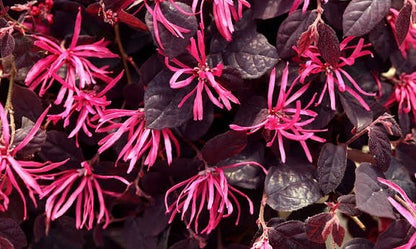 Bees Plant Hub Loropetalum Chinese Fringe All Time Flowering Live Plant