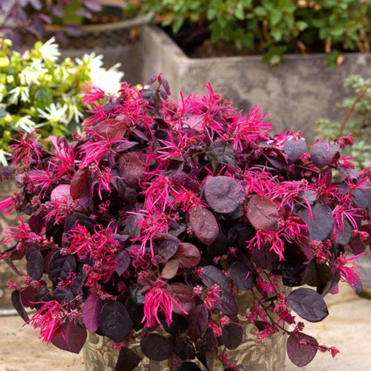 Bees Plant Hub Loropetalum Chinese Fringe All Time Flowering Live Plant