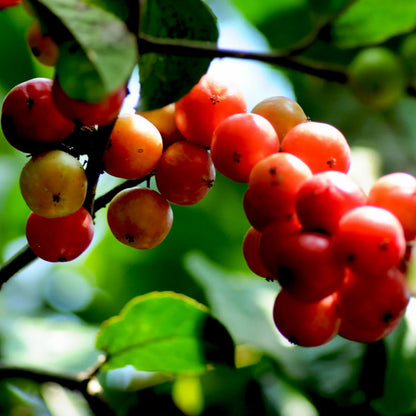 Lovi-Lovi / Batoko Plum Live Fruit Plant – Rare Exotic Tropical Fruit Tree