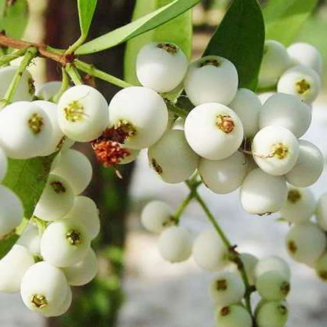 Cat Eye Fruit Plant (Poochapazham) – Rare Exotic Fruit Live Plant