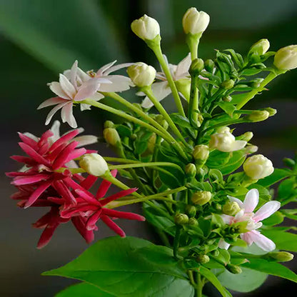Madhumalti, Rangoon (Double Petals) Layered Live Plant