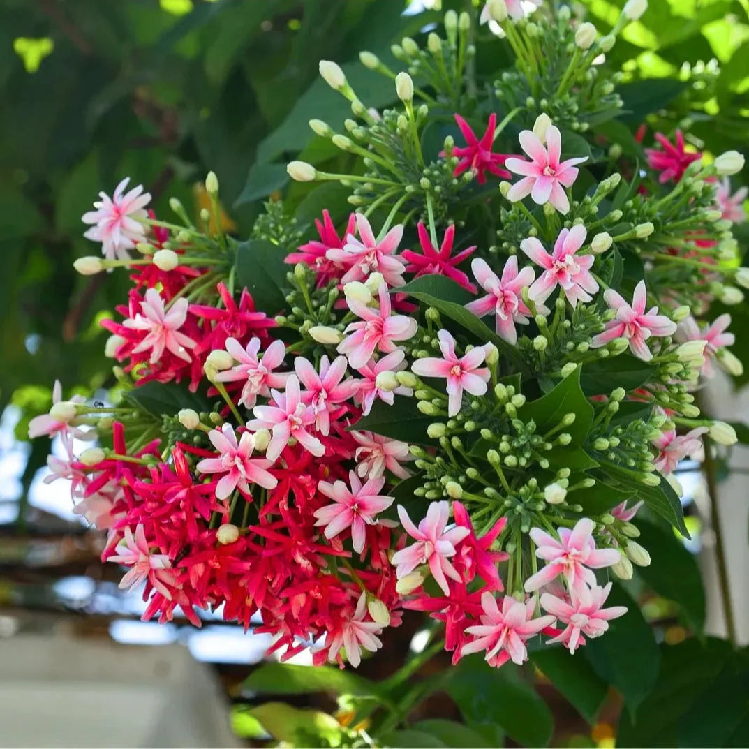 Bees Plant Hub Madhumalti, Rangoon (Double Petals) Layered Live Plant