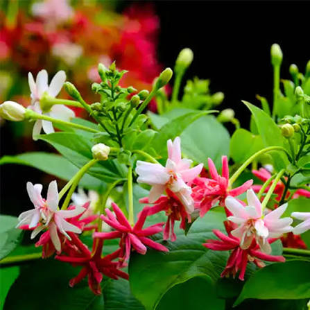 Bees Plant Hub Madhumalti, Rangoon (Double Petals) Layered Live Plant