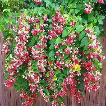 Bees Plant Hub Madhumalti, Rangoon (Double Petals) Layered Live Plant