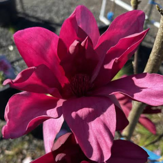 Bees Plant Hub Magnolia grandiflora Maroon (Bull Bay) Rare Flowering Live Plant