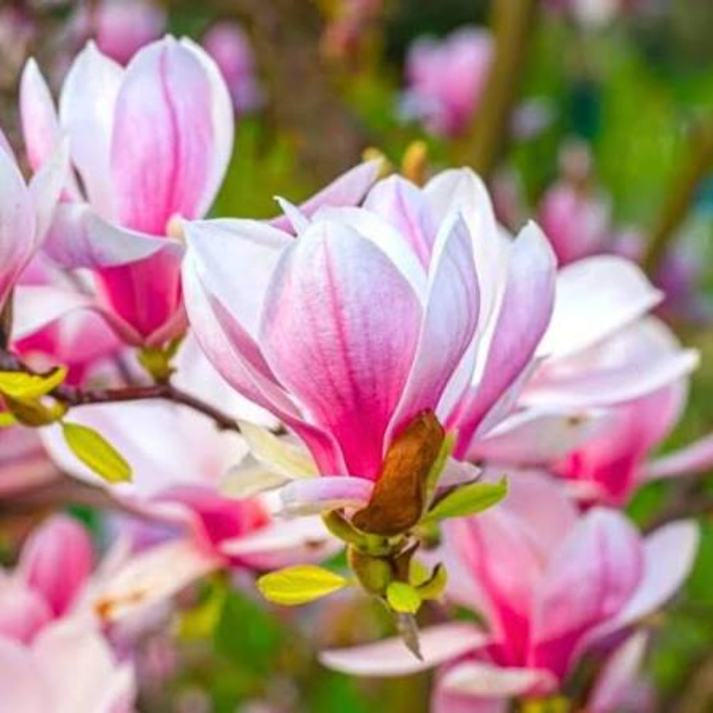 Bees Plant Hub Magnolia grandiflora Pink (Bull Bay) Rare Flowering Live Plant