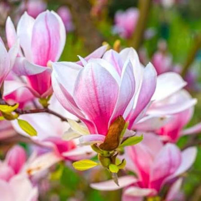 Bees Plant Hub Magnolia grandiflora Pink (Bull Bay) Rare Flowering Live Plant