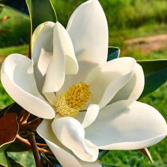 Bees Plant Hub Magnolia grandiflora White (Bull Bay) Rare Flowering Live Plant