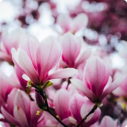 Bees Plant Hub Magnolia grandiflora Pink (Bull Bay) Rare Flowering Live Plant