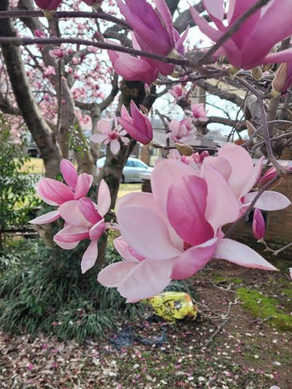 Bees Plant Hub Magnolia grandiflora Pink (Bull Bay) Rare Flowering Live Plant