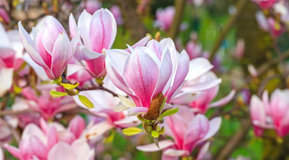 Bees Plant Hub Magnolia grandiflora Pink (Bull Bay) Rare Flowering Live Plant