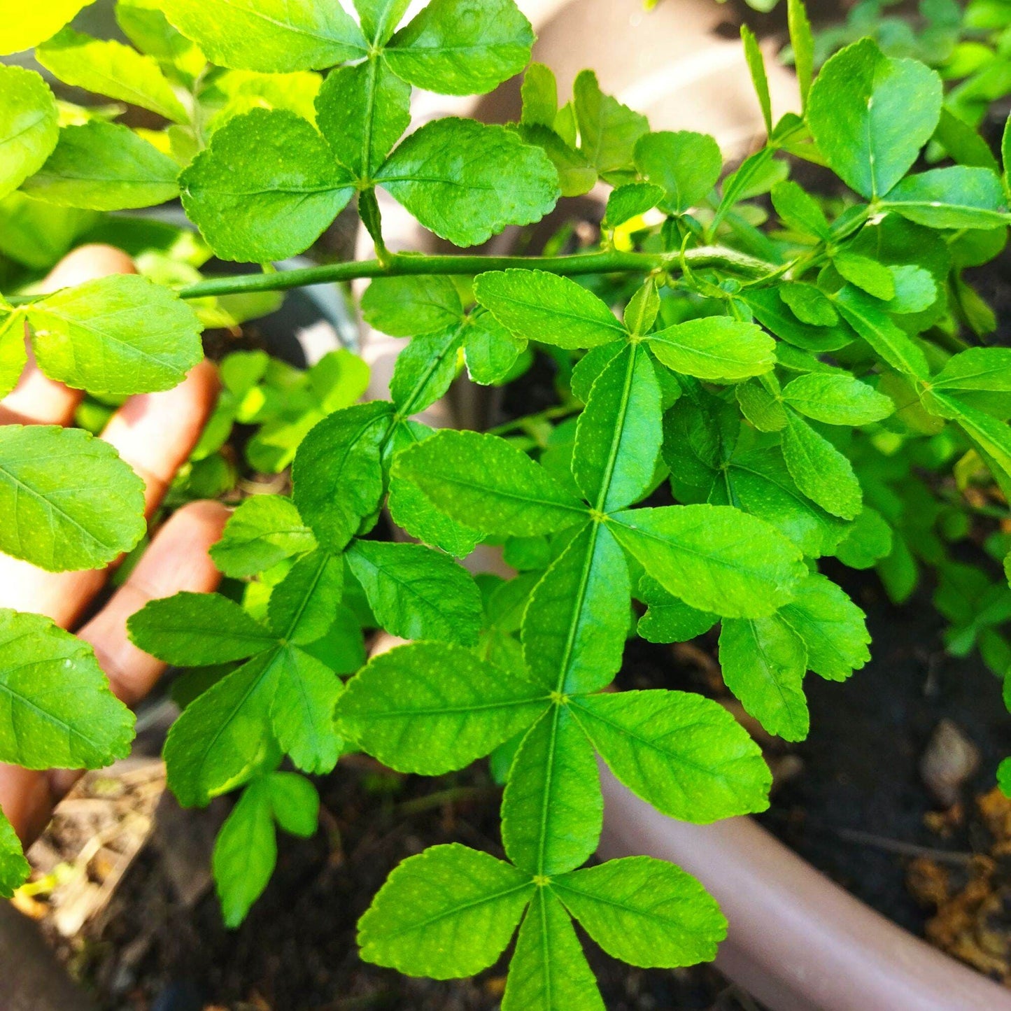 9 leaves  Maha Vilvam/ Bilva (Aegle marmelos) Live Plant