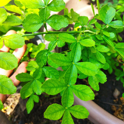 9 leaves  Maha Vilvam/ Bilva (Aegle marmelos) Live Plant