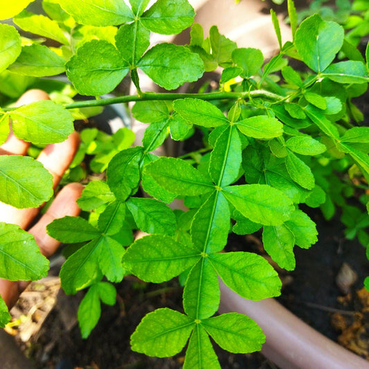 9 leaves  Maha Vilvam/ Bilva (Aegle marmelos) Live Plant