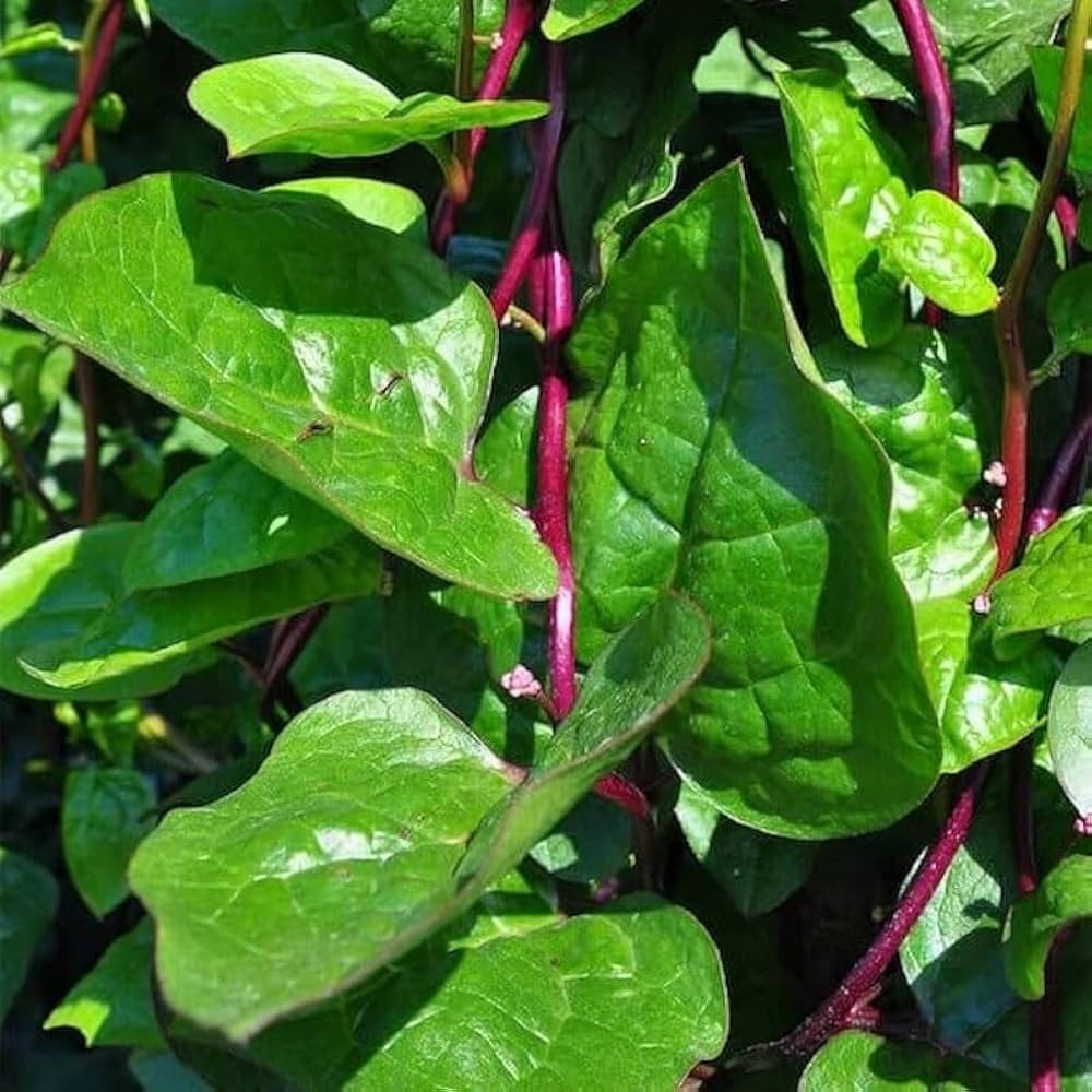 Bees Plant Hub Malabar Spinach (Basella alba) Medicinal Live Plant
