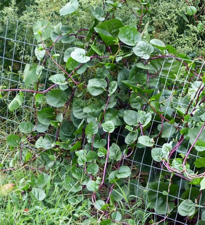 Bees Plant Hub Malabar Spinach (Basella alba) Medicinal Live Plant