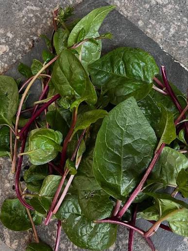 Bees Plant Hub Malabar Spinach (Basella alba) Medicinal Live Plant