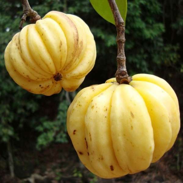 Bees Plant Hub Malabar Tamarind / Kudampuli (Garcinia cambogia) Grafted Live Plant