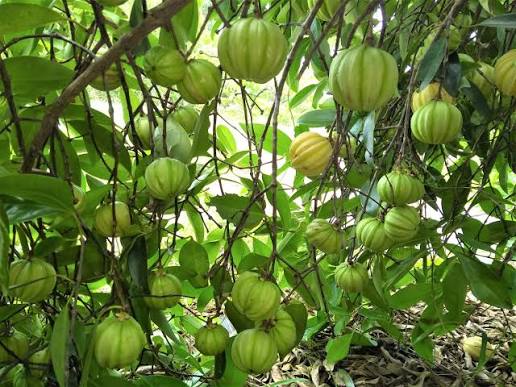 Bees Plant Hub Malabar Tamarind / Kudampuli (Garcinia cambogia) Grafted Live Plant