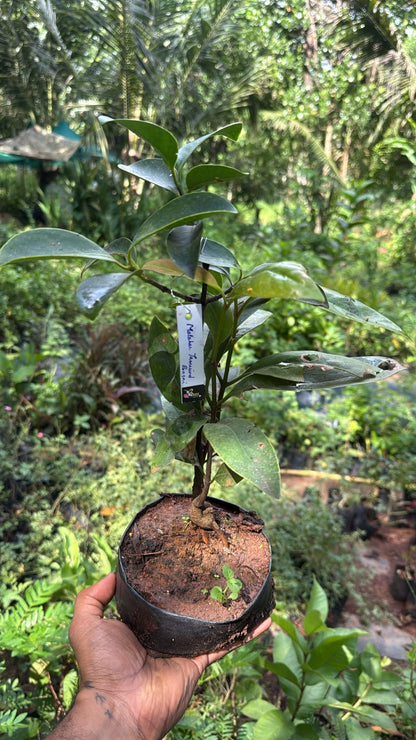 Bees Plant Hub Malabar Tamarind / Kudampuli Bonsai Live  Plant