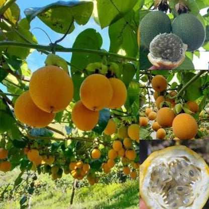 Bees Plant Hub Malaysian Passion Fruit Layered Live Plant