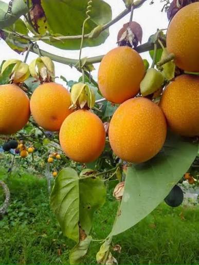 Bees Plant Hub Malaysian Passion Fruit Layered Live Plant