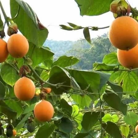 Bees Plant Hub Malaysian Passion Fruit Layered Live Plant