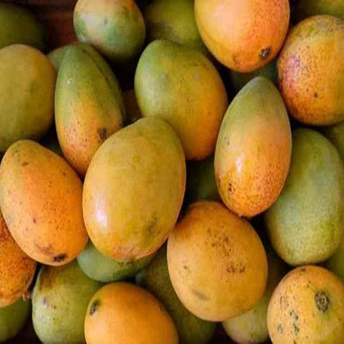 Bees Plant Hub Malgova Mango Grafted Live Plant
