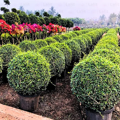 Bees Plant Hub Malpighia (Carmona microphylla retusa) Ornamental Live Plant