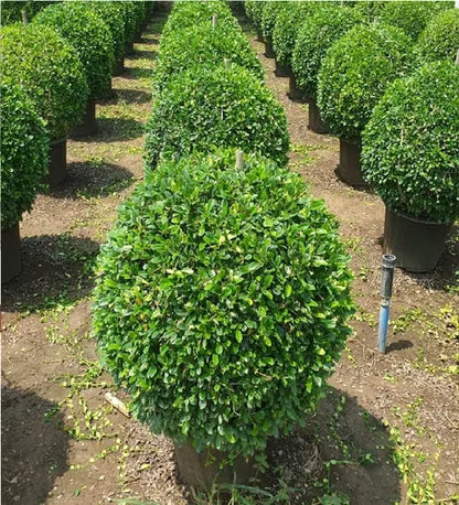 Bees Plant Hub Malpighia (Carmona microphylla retusa) Ornamental Live Plant