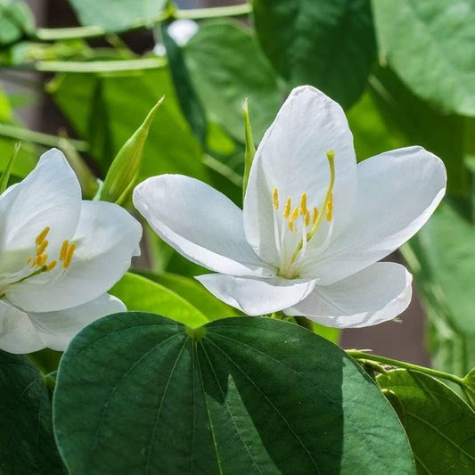 Bees Plant Hub Mandaram White (Bauhinia variegata) Flowering Live Plant