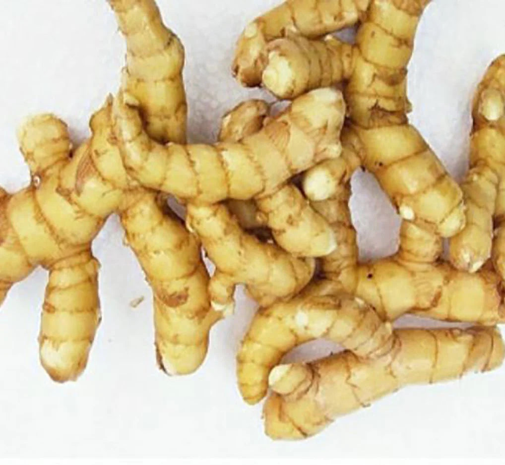 Bees Plant Hub Mango Ginger (Curcuma amada) Spice Plant