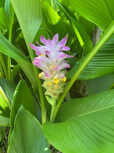 Bees Plant Hub Mango Ginger (Curcuma amada) Spice Plant