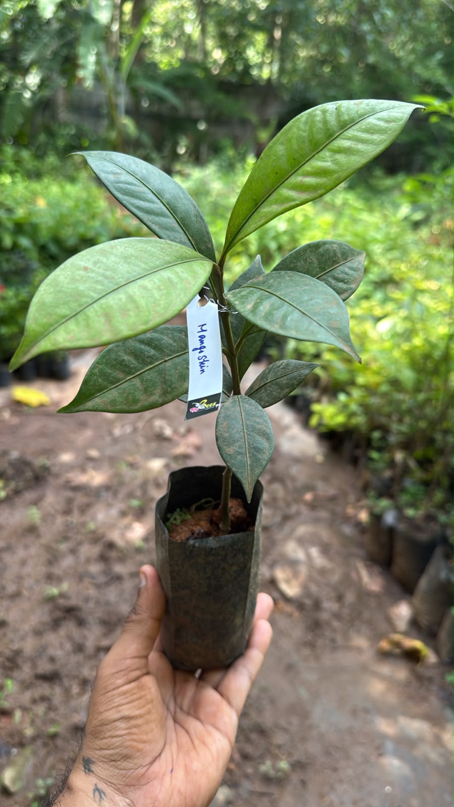 Bees Plant Hub Mangosteen Fruit Live Plant (Garcinia Mangostana)
