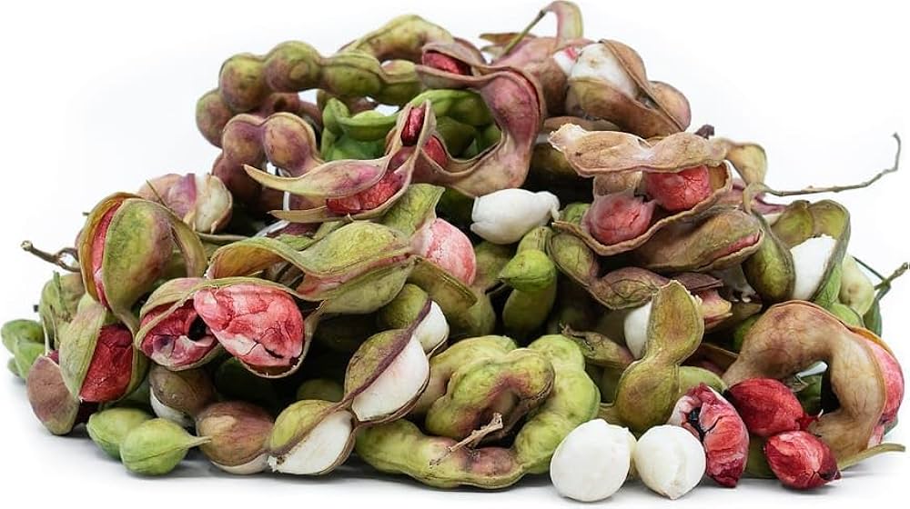 Bees Plant Hub Manila Tamarind / Madras thorn (Pithecellobium dulce) Live Plant