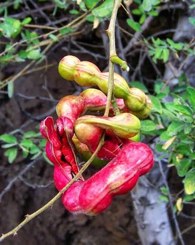 Bees Plant Hub Manila Tamarind / Madras thorn (Pithecellobium dulce) Live Plant